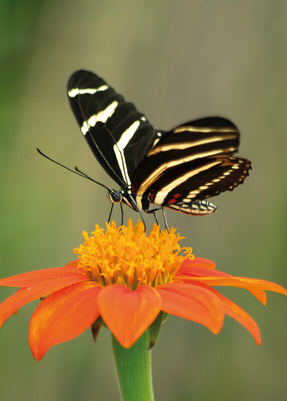 Schmetterling