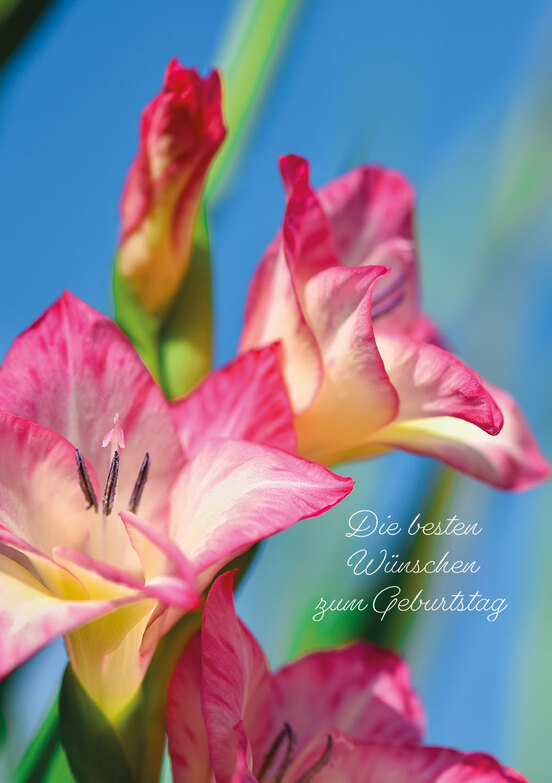 Grußkarte: Strahlende Gladiolen